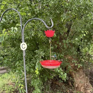 One of the many feeding areas