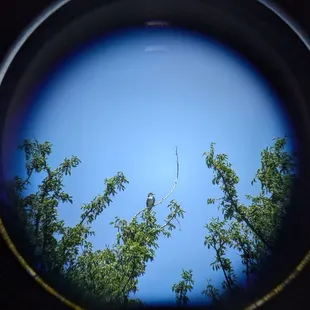 Thick billed kingbird perching on the naked branch - photo taken from the scope set up