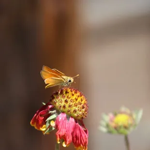 A skipper butterfly visiting the seed head of a Blanketflower in the Richard Grand Memorial Meadow (formerly a horse pasture).