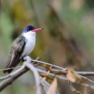 Violet-crowned Hummingbird seen a Paton Center, Feb. 2018