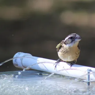A female Black-headed Grosbeak enjoying a drink from one of the water features now operating at the Paton Center.