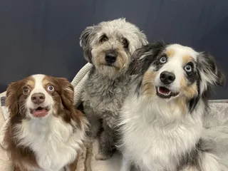 Beaches Jet Set Pets