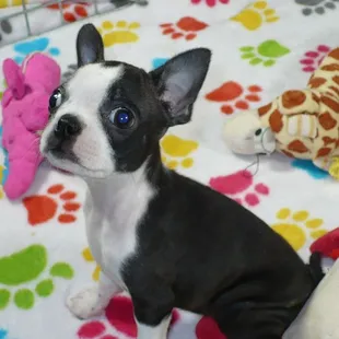 We have Boston Terriers at www.pawpalaceaz.com