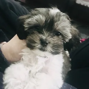 Steve, the Zuchon (Shih Tzu + Bichon Frise)