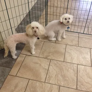 Duke and Dutchess won't go anywhere else