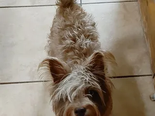 Wet Dog Mobile Pet Grooming