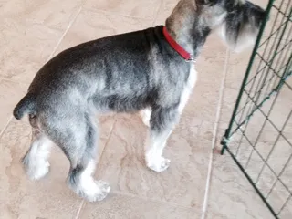 The Paw Spa