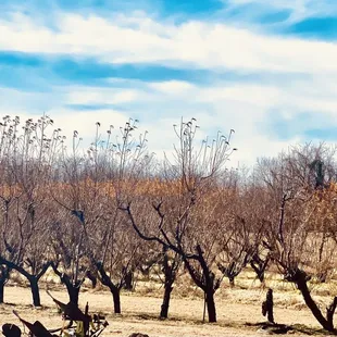 Peach orchard behind Peach Barn in Porter OK