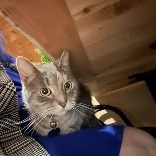 Stella, the house cat