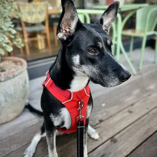 Excellent dog friendly patio