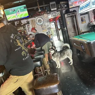 Dog Friendly