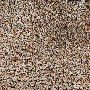 Sunflower Seeds