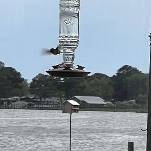 Hummingbird!!