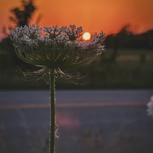 Photo Credit: Tony Laidig