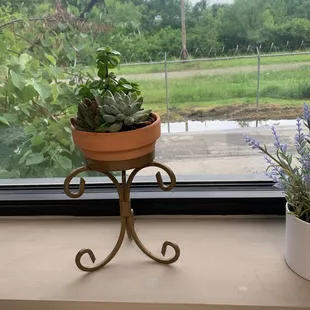 Super adorable succulent!