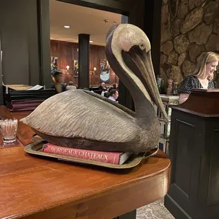 The Pelican
