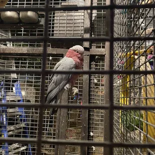 Birds! Birds! Birds!