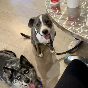 Coffee and pup cups to start the morning. Great place downtown with tastey croissants sandwiches