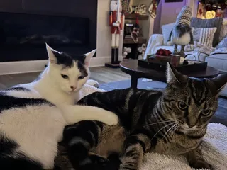 Critter Sitters of Lexington