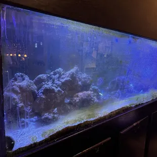 Seriously, I will buy this fish tank from them