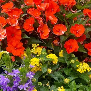 a variety of flowers