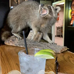 a raccoon on a table