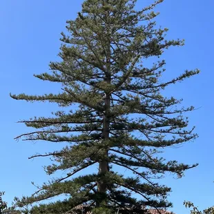 a large pine tree