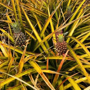 Pineapples at Dole plantation