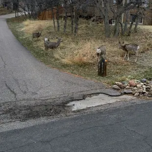 Look! A Bambi Sighting!