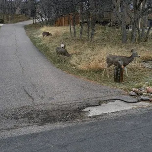 Random female deer eating breakfast in the front yards of homes at The Pinery. Very cool!
