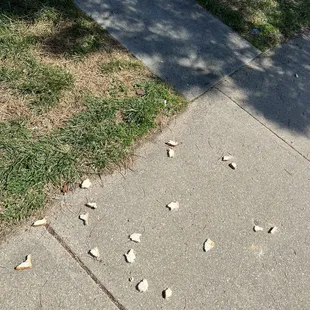 People feeding wildlife