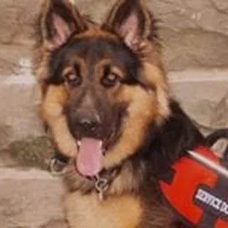 Rocko D.