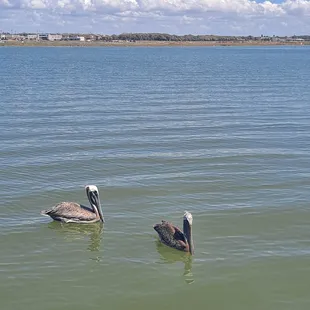 Company coming to visit on the Little Bay side. I love our Brown Pelicans, don&apos;t you!