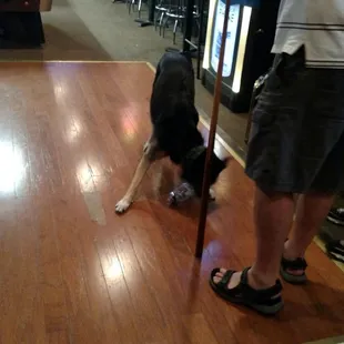 Apparently visually impaired and has an empty popov bottle as a toy
