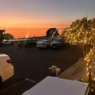 Box of Pizza By The Slice