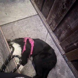 Dog friendly!
