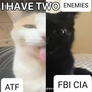 a black and white cat