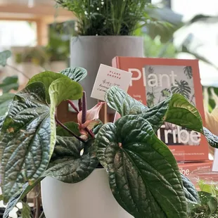 The Plant Shoppe