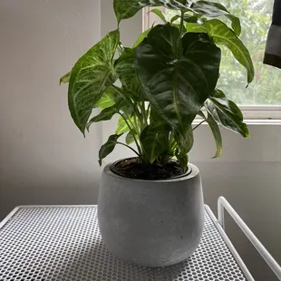 Arrowhead plant and planter both from Plant Shoppe