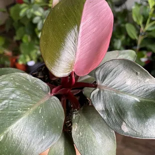 Pink Princess Philodendron