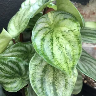 Peperomia Watermelon "Harmony's Gold Dust"