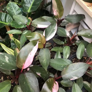 Philodendron Pink Princess