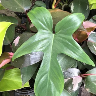 Philodendron "Florida Green"