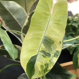 Philodendron Burle Marx Variegated