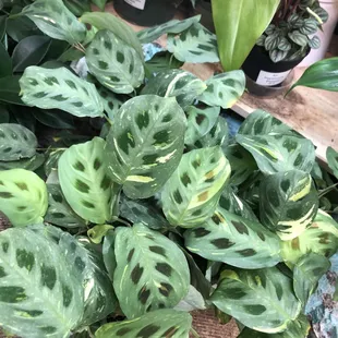 Maranta "Beauty Kim"
