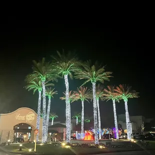 palm trees lit up at night