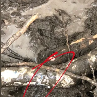 Tree root broke the pipe