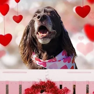 MY HAPPY PUP CELEBRATING VALENTINES DAY WITH PEOPLE AND PUPS HE LOVES!