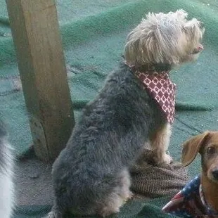 Watching her friends play.. Taking a break