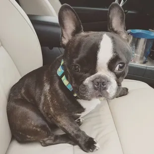 My nugget after doggy daycare!